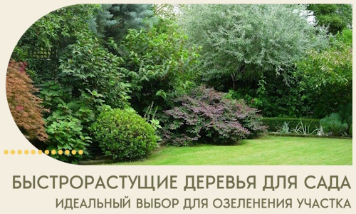 Быстрорастущие деревья для сада идеальный выбор в Кимовске