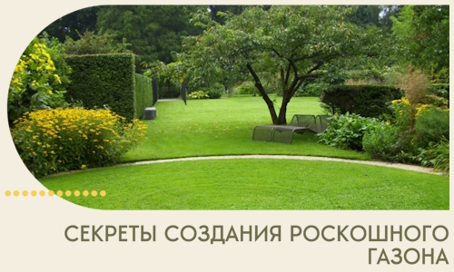 Секреты создания роскошного газона в Кимовске